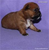 /images/puppies/large/60betty_IMG_2527.JPG