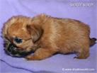 /images/puppies/large/60maggie-betty-adopted-by-debbie-family_IMG_3216.JPG