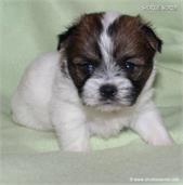 /images/puppies/large/62brother-im-adopted-by-jake-family_IMG_2871.JPG