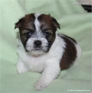 /images/puppies/large/62brother-im-adopted-by-jake-family_IMG_2878.JPG