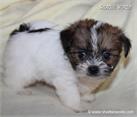 /images/puppies/large/62brother-im-adopted-by-jake-family_IMG_3253.JPG