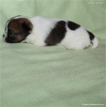/images/puppies/large/62brother_IMG_2541.JPG