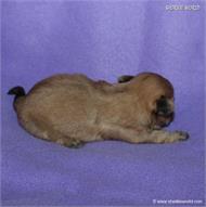 /images/puppies/large/63sammie-im-adopted-by-roseellen-family_IMG_2844.JPG