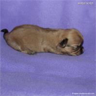 /images/puppies/large/63sammie-im-adopted-by-roseellen-family_IMG_2847.JPG