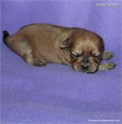 /images/puppies/large/63sammie-im-adopted-by-roseellen-family_IMG_2849.JPG