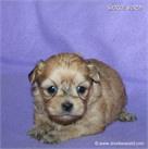 /images/puppies/large/63sammie-im-adopted-by-roseellen-family_IMG_3206.JPG