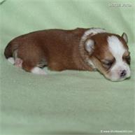 /images/puppies/large/64stewie-im-adopted-by-roseellen-family_IMG_2855.JPG