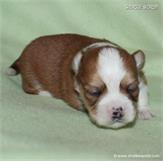 /images/puppies/large/64stewie-im-adopted-by-roseellen-family_IMG_2857.JPG