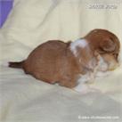 /images/puppies/large/64stewie-im-adopted-by-roseellen-family_IMG_3189.JPG