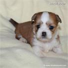 /images/puppies/large/64stewie-im-adopted-by-roseellen-family_IMG_3195.JPG