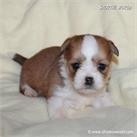 /images/puppies/large/64stewie-im-adopted-by-roseellen-family_IMG_3197.JPG