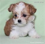 /images/puppies/large/64stewie-im-adopted-by-roseellen-family_IMG_3622.JPG