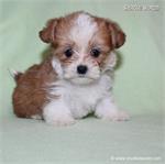 /images/puppies/large/64stewie-im-adopted-by-roseellen-family_IMG_3623.JPG