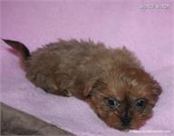 /images/puppies/large/69holly-im-adopted-by-denise-family_IMG_4639.JPG