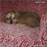 /images/puppies/large/69holly-im-adopted-by-denise-family_IMG_4781.JPG