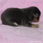 /images/puppies/large/70maria-im-adopted-by-alec-family_IMG_4570.JPG