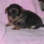 /images/puppies/large/70maria-im-adopted-by-alec-family_IMG_4576.JPG