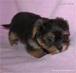 /images/puppies/large/70maria-im-adopted-by-alec-family_IMG_4644.JPG