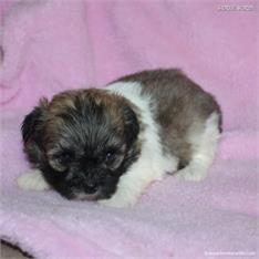 /images/puppies/large/73cc-im-adopted-by-tammy-and-family_IMG_6615.JPG