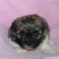 /images/puppies/large/73cc-im-adopted-by-tammy-and-family_IMG_6616.JPG