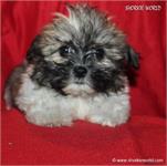 /images/puppies/large/73cc-im-adopted-by-tammy-and-family_IMG_6891.JPG