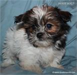 /images/puppies/large/75rocco-adopted-by-roselyn-and-family_IMG_6900.JPG