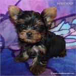 /images/puppies/large/78tiny-tot-current-weight-73-13lbs_IMG_0468.JPG