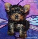/images/puppies/large/81tiny-baby-current-weight-as-of-73-1-lb-20z_IMG_0507.JPG