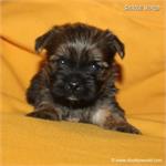 /images/puppies/large/83bently_IMG_2001.JPG