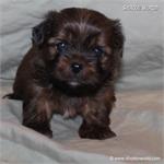 /images/puppies/large/99markey---adopted-by-matt-stacey_IMG_3620.JPG