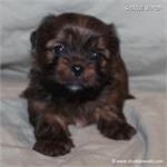 /images/puppies/large/99markey---adopted-by-matt-stacey_IMG_3629.JPG