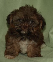 CHOCOLATE SHORKIE  AS A PUPPY