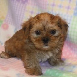RED AND GOLD SHORKIE  AS AN ADULT