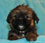 /images/puppies/large/21chocho-available_IMG_0505.JPG