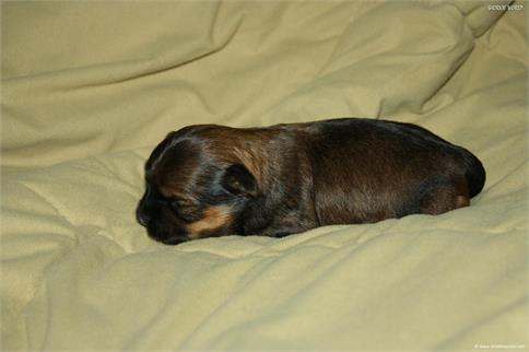 /images/puppies/large/21chocho-available_IMG_9903.JPG