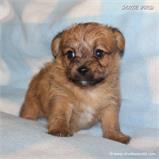 /images/puppies/large/41peanut-im-adopted-stan-cindy_IMG_5899.JPG