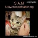 /images/puppies/large/66sam---strayanimalsmatterorg---our-non-profit_45.jpg