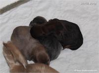 /images/puppies/large/67our-babies-are-here-3-little-girls_IMG_4408.JPG