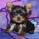/images/puppies/large/78tiny-tot-current-weight-73-13lbs_IMG_0476.JPG