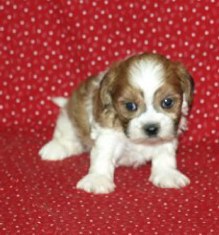 PARTI SHORKIE  AS A PUPPY